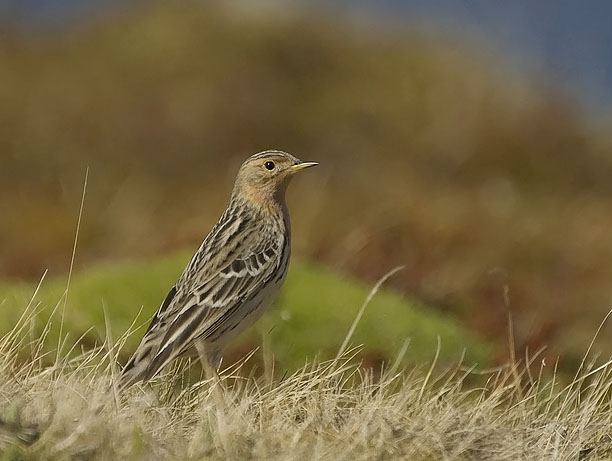 Lapinkirvinen, Red-throated Pipit, Anthus cervinus